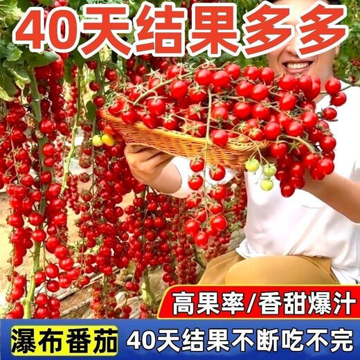 Sweet and juicy waterfall cherry tomato seeds, cherry tomato seeds for sowing potted vegetables in all seasons, red waterfall cherry tomato seeds/pack, about 200 capsules, 3 packs