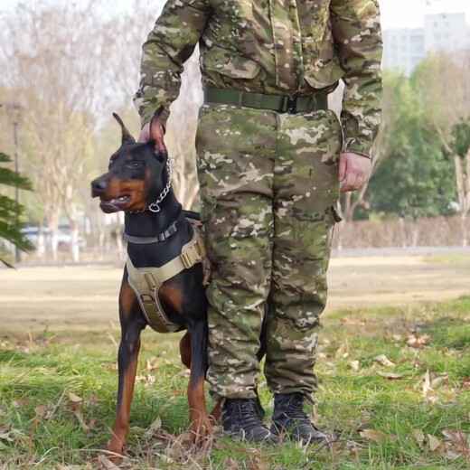 Popular pet harness for dogs, explosion-proof and reflective, medium and large dog golden retriever husky harness, dog leash, camouflage XL