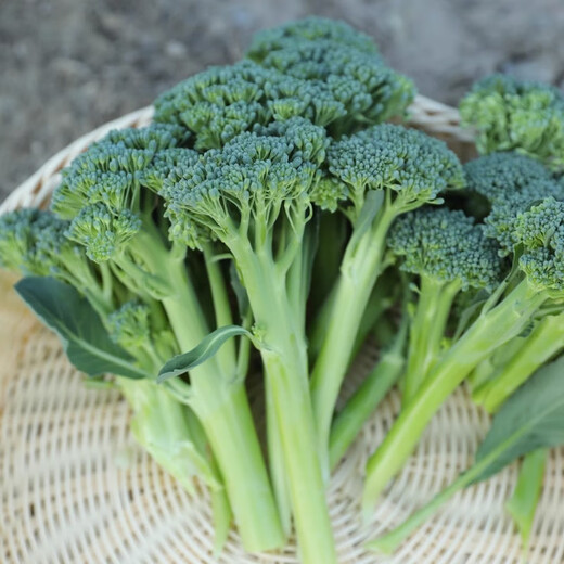 Broccoli moss seedlings, cauliflower seedlings, soil seedlings, broccoli moss seedlings, vegetable seedlings, four seasons broccoli, 10 broccoli moss seedlings, tender and sweet