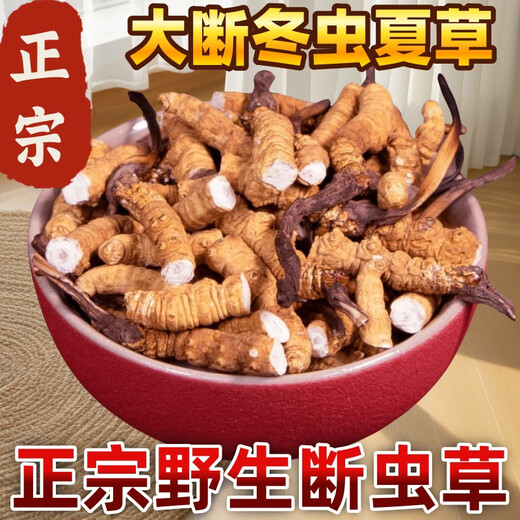 [Support-Qualitätsinspektion] 10 Gramm großer gebrochener Gras authentisch Cordyceps sinensis cordyceps sinensis cordyceps sinensis cordycep