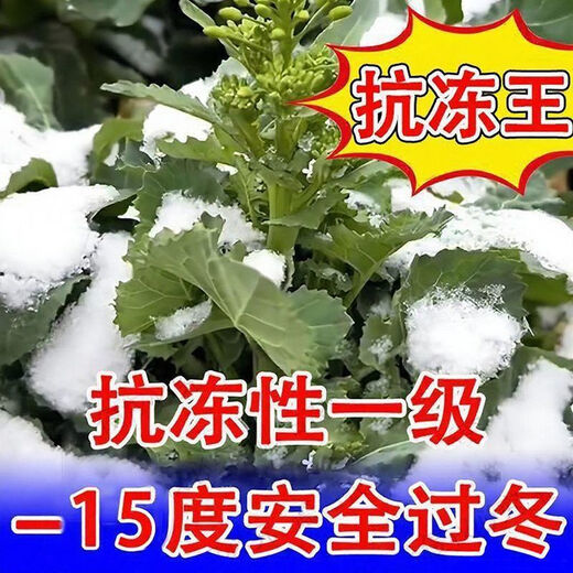 High-yielding rapeseed hybrid large-grained rapeseed Academy of Agricultural Sciences special seed for oil extraction short stem resistance to lodging and frost resistance 100g about 22,000 seeds + high-yield technology