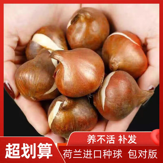 Imported hydroponic tulip bulbs, large five-degree bulbs, soil-cultivated tulip bulbs, cold-resistant, blooming in winter, easy to maintain, 1 bulb, trial planting/no gifts, 11-12cm circumference