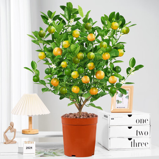 Rose Village Four Seasons Kumquat Potted Saplings Indoor Living Room Fortune Plants Kumquat 40-50cm + Simple Pot Straight from the Source