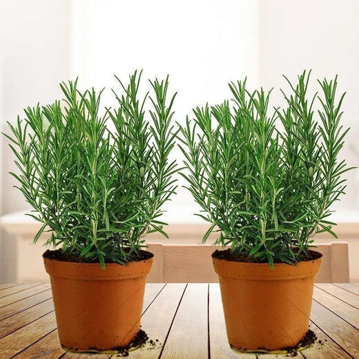 Rosemary seedling potted edible mosquito repellent plant vanilla mint seedling green plant indoor fried steak hydroponic flowers 1 rosemary pot with an overall height of about 25cm + gray starry water-absorbing basin + fertilizer