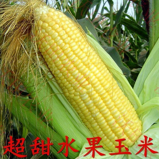 National Approval Fruit Corn Seeds Fresh Sweet and Crisp National Approval Sweet Corn Seeds Farmhouse Garden Vegetables National Approval Fruit Corn Seeds 3 packs of about 150 grains