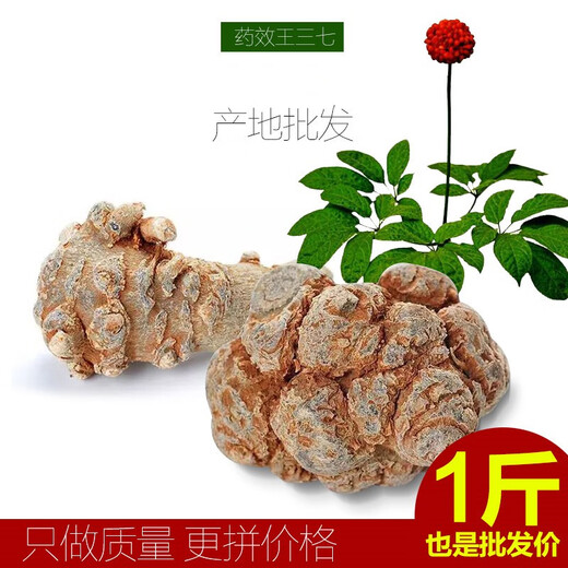 Dechengming [offiziell direkter Verkauf] Sanqi Yunnan Wenshan Authentic Tianqi Selection Sanqi 20 Köpfe ohne Schnitte 20 Köpfe 24 Köpfe ohne Schnitte 500 g (23 ~ 24 Köpfe)