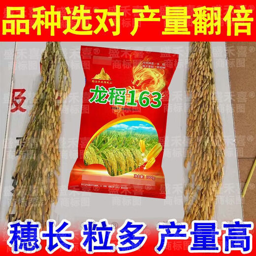 Недавно одобренные семена длиннозерного риса 2025 года. Национальный стандарт. Первоклассное качество риса. Суперстабильный урожай. Устойчивость к полеганию и высоким температурам. Оригинальный национальный одобренный пакет Longdao 163+ с двойной высокой урожайностью. Фермер 1 Цзинь Цзинь равен 0,5 кг) Ароматный рис первого класса* Вкусный и продаваемый