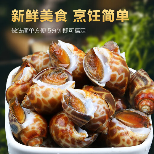 Colorful fresh snails, fresh fresh conches, extra large seafood, aquatic products, fresh fresh frozen frozen dongfeng snails, extra large snails, no sand, extra large 1000g (25-45 pieces/Jin Jin equals 0.5 kg) net