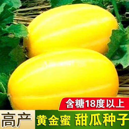 Golden dense melon seeds, melon dense seeds, Golden Road fruits, early maturing, high yield, disease resistance, extra large spring melon fruit seeds, golden dense seeds/pack, about 100 seeds, 5 packs