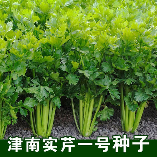 Jinnan Shiqin solid celery seeds, balcony potted celery, farmhouse vegetable garden sowing vegetable seeds in all seasons, Jinnan Shiqin seeds, 10 packs, about 10,000 grains