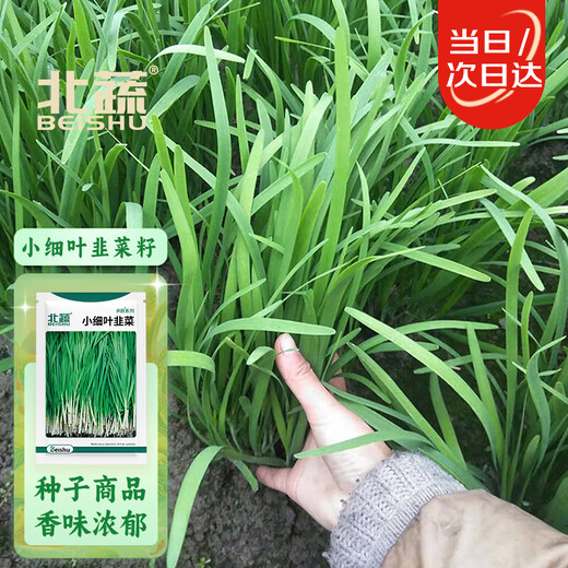 Northern vegetables leek seed seedlings small leaves all year round northern and southern family balcony rapeseed small fine leaf leek seeds 10g