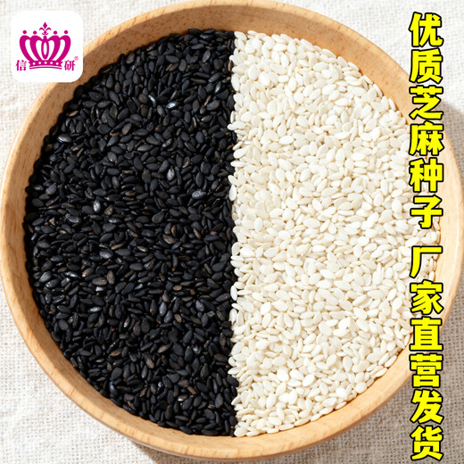 Xinyan high-yielding sesame seeds, four-sided, high-oil, multi-resistant black and white sesame seeds grown in farmers' fields in spring and summer, high-yielding white sesame seeds, Tianzhijiaozi 200g*1 bag