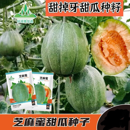 Sesame Honey Crisp Melon Seeds Sweet Toothless Melon Cantaloupe Super Sweet Rock Candy Melon Four Seasons Lazy Indoor Potted Fruit Sesame Honey Melon Seeds 1 pack of about 100 capsules