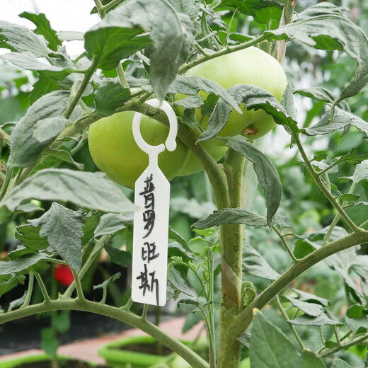 Gardening label thickened waterproof colorful plastic flower label plant flower pot flower name hook type hanging label buckle orange buckle label 100 thickened and light-resistant