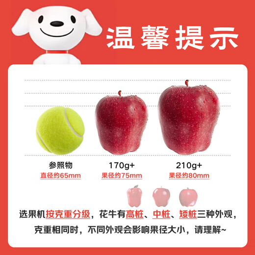 Jingxiansheng Tianshui Huaniu Apple, net weight 8Jin Jin is equal to 0.5kg, single piece 210g+, fresh fruit straight from the source