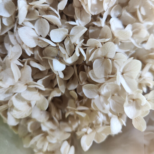 Букет сухих цветов гортензии, декоративный цветочный материал, светло-коричневый