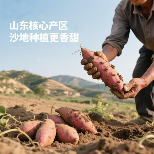 Freshly dug sandy sweet potato air fryer sweet potato sandy floor chestnut potato fresh self-grown Longjiu authentic yellow heart sweet sweet sandy sweet potato 1Jin Jin equals 0.5kg with box medium large fruit