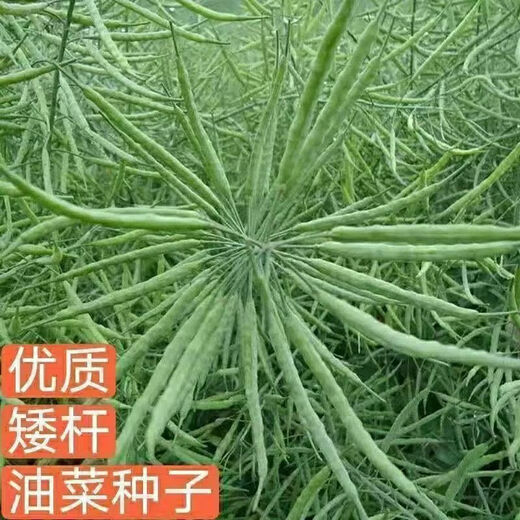 Gránulos de semillas amarillas de colza 999 de color amarillo puro para extracción de aceite, madurez temprana, alta tasa de aceite, tallos cortos, resistencia al frío, resistencia a enfermedades y resistencia al alojamiento. Semillas de colza amarillas puras 999, 1 paquete de unos 150 gramos