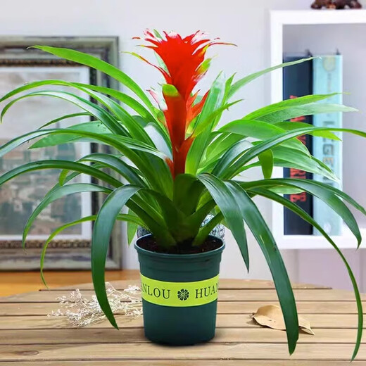 The large pot of Hongyun Dangtou potted plants is suitable for flowers placed in the living room. Indoor flowers and plants are good for feeding the four seasons. Hongyun Dangtou simple pot + nutrient solution with pot.
