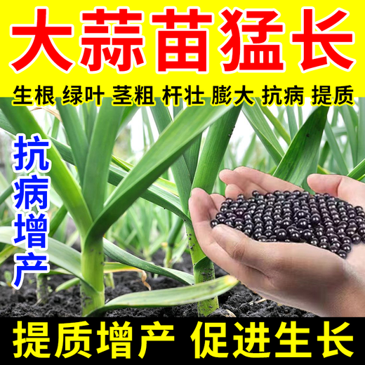 Modern garlic special fertilizer expands, prevents dryness, prevents disease, increases production, strong and high-yielding new fertilizer, 1 barrel, uses 1 mu of land