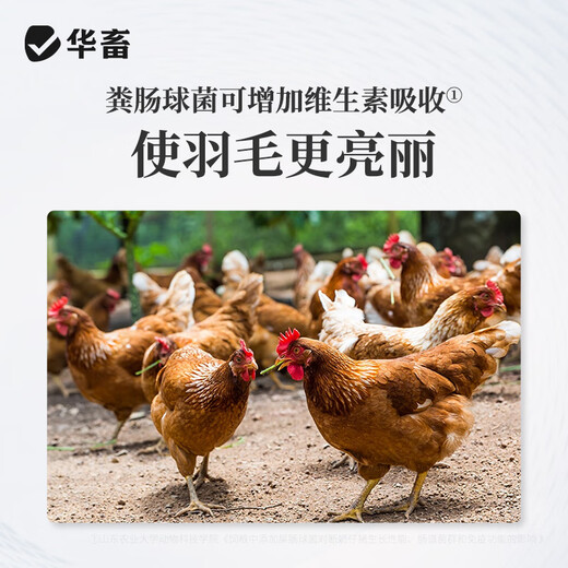 华畜 兽用催肥增重王促生长肥霸饲料添加剂鸡鸭鹅牛羊预混料禽用肥猪 10袋【低至9.9/袋】超值最低价