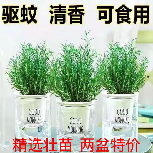 Rosemary seedling potted edible mosquito repellent plant vanilla mint seedling green plant indoor fried steak hydroponic flowers 1 rosemary pot with an overall height of about 25cm + gray starry water-absorbing basin + fertilizer