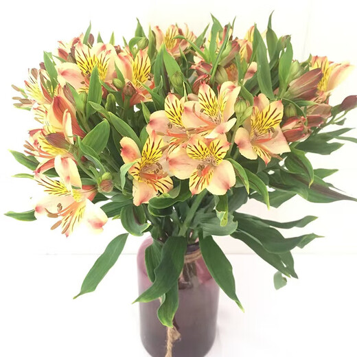 Narcissus lily flowers alstroemeria orange orange red Yunnan base fresh straight hair bloom fast and long flowering period 10 narcissus lilies (wake up the flowers first when they arrive, only 1-2 leaves can be left)