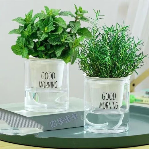 Rosemary seedling potted edible mosquito repellent plant vanilla mint seedling green plant indoor fried steak hydroponic flowers 1 rosemary pot with an overall height of about 25cm + gray starry water-absorbing basin + fertilizer