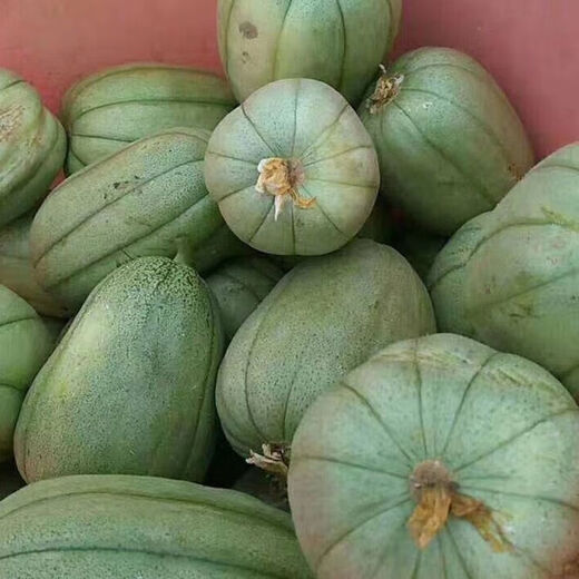 Sesame Honey Crisp Melon Seeds Sweet Toothless Melon Cantaloupe Super Sweet Rock Candy Melon Four Seasons Lazy Indoor Potted Fruit Sesame Honey Melon Seeds 1 pack of about 100 capsules