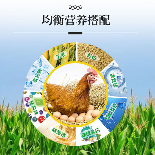 OTHER5 laying hens are equipped with special compound premix calcium hydrogen phosphate methionine egg production grain regular feed during the laying period of 5 laying hens, 1 bag of 25kg during the laying period