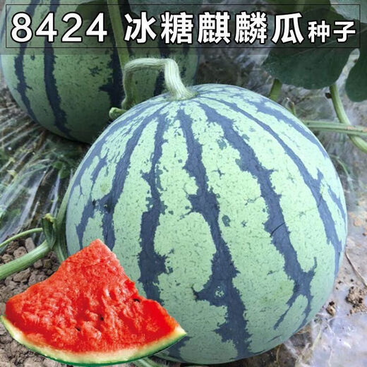 Fruit set, strawberry, cherry tomatoes, croissant, honey, watermelon, balcony potted plants, farmhouse garden melon seeds, all kinds of Lazy Man’s Melon King watermelon seeds, 2 packs, about 100 seeds