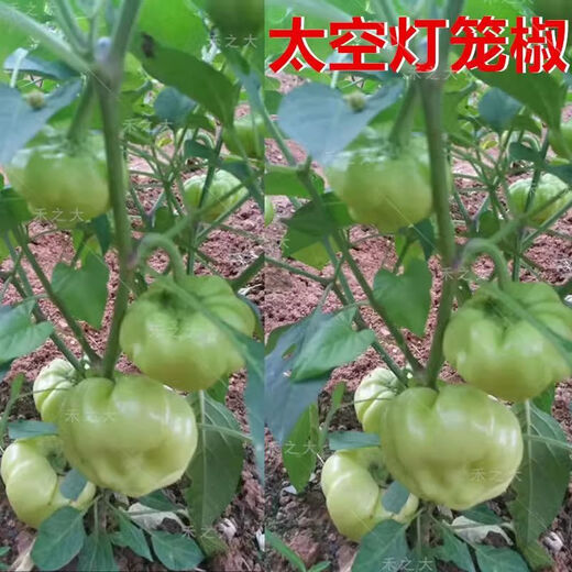 Large fruit bell pepper seeds, pepper stuffed seeds with thin skin, hollow white jade pepper seeds, Guangxi pickled pepper seeds, large fruit bell pepper F1 seeds, original 5 packs