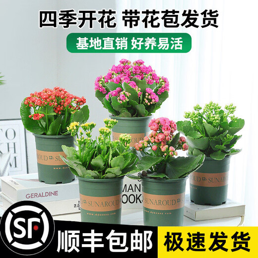 Kalanchoe potted plant with double large flowers and buds is a flower plant that blooms indoors in all seasons and is easy to grow. 12. Golden Fox (with buds) comes with fertilizer and does not include a pot.