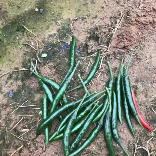 First-generation hybrid large-fruit Chaotian pepper seeds, super spicy and high-yield pepper padi seeds for field use, single pepper seeds, original 2 packs with rooting powder included.