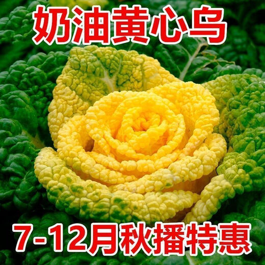 Yellow cabbage seeds are cold and wet-resistant, chrysanthemum heart butter yellow cabbage vegetable seeds for garden planting, yellow cabbage seeds, buy three packs, get two packs free, about 5,000 grains