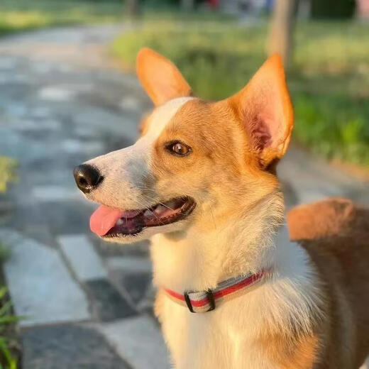 Yanxiang pet canvas collar dog collar puppy collar dog collar adjustable collar collar dog collar red XS- (width 1.5cm suitable for 8-15Jin Jin is equal to 0.5 kg)