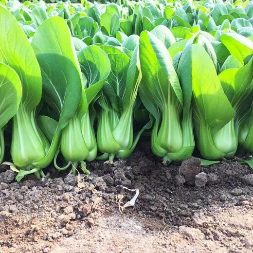 Original Shanghai Green Four Seasons Spring Autumn Rapeseed Cabbage Small Greens Fresh Vegetables April Slow May Slow Pack Shanghai Green Seeds 1 Pack About 1000 Tablets