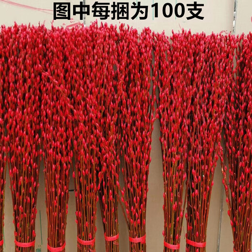 Silver willow real flowers, fresh branches, New Year's Eve flowers, red dried flowers, lucky bucket, silver willow, hydroponic plants, flowers, living room interior decoration, high-quality A-grade silver willow, 60cm, 40 branches (4 colors mixed and matched) + 2 small lanterns