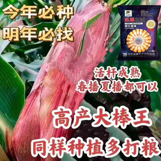 Qiuying dual-national review high-yielding big-stick corn, dwarf-stem corn seed, disease-resistant, lodging-resistant, drought-resistant, saline-alkali resistant, southern and northern common seed, Dongdan 806 2.7Jin Jin is equal to 0.5 kg