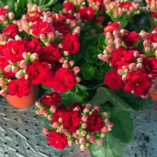 Kalanchoe potted plant with double large flowers and buds is a flower plant that blooms indoors in all seasons and is easy to grow. 12. Golden Fox (with buds) comes with fertilizer and does not include a pot.