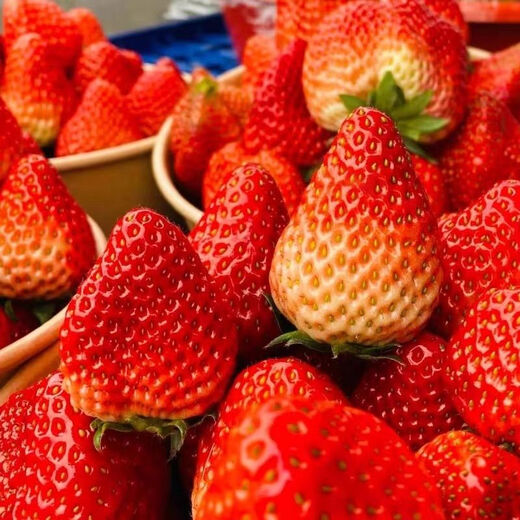 Four Seasons Cream Strawberry Seeds Spring and Autumn Home Balcony Potted Plants for Beginners Easy to Grow Fruit Red Strawberry Seeds Cream Red Strawberry Seeds/Pack About 100 Pieces 1 Pack