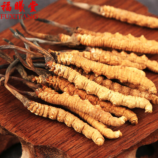 Zangxitang Naqu Cordyceps sinensis, tibetanische Naqu Cordyceps sinensis, Geschenkbox, Cordyceps sinensis 3 1 Gramm 10 Gramm
