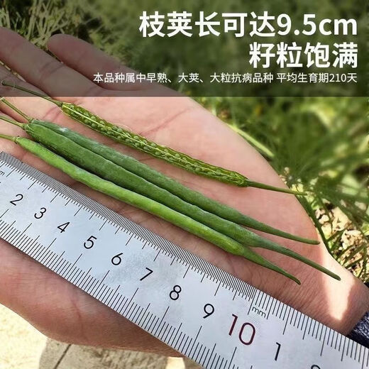 高产油王888油菜籽优质非转基因黑籽榨油专用矮杆高产秋播耐寒 高产888油王种子 5包约400克