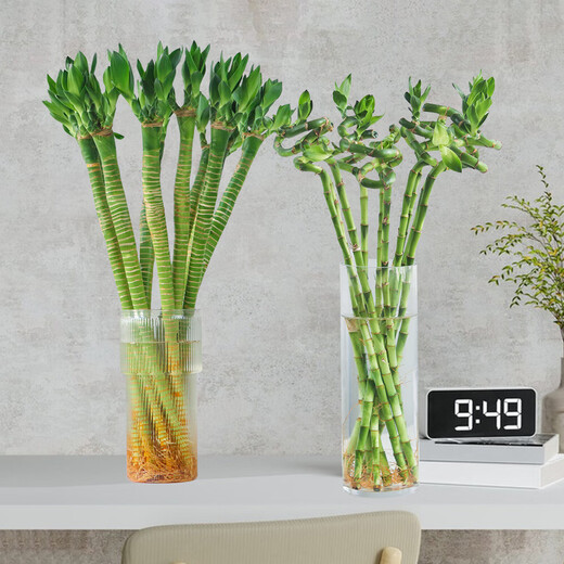 Multi-Headed Dragon Bamboo Lucky Bamboo Strong Transport Bamboo Water-raised Rooted Indoor Living Room Money Tree Flower Pots Gao Wenchang 2 Dragon Bamboo 30cm High Without Pot + Nutrient Solution