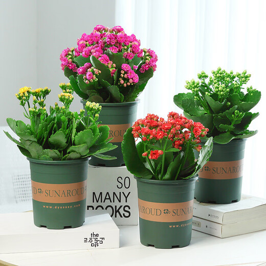 Kalanchoe potted plant with double large flowers and buds is a flower plant that blooms indoors in all seasons and is easy to grow. 12. Golden Fox (with buds) comes with fertilizer and does not include a pot.