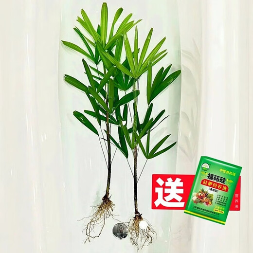 Hydroponic plant Lucky Bamboo Bird of Paradise White Palm Duck Foot Wood Indoor Rice Bamboo Green Plant Flowers Office Desktop Easy to Grow 10 Rice Bamboo 35-45cm + Nutrient Solution No Pots No Specifications