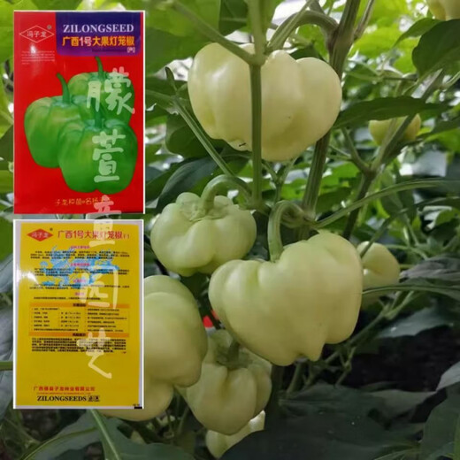 Large fruit bell pepper seeds, pepper stuffed seeds with thin skin, hollow white jade pepper seeds, Guangxi pickled pepper seeds, large fruit bell pepper F1 seeds, original 5 packs