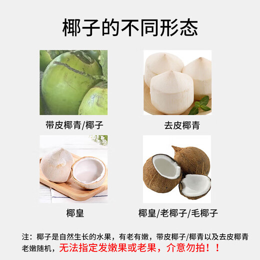 Hainan Fresh Pure Natural Peeled Coconut Green Coconut Ready-to-Eat Pregnant Women Fruit Coconut Chicken Soup Coconut Meat Coconut White - Wancheng Cost-Effective Green Coconut 2 Pack (Single Fruit Starting from 800g)