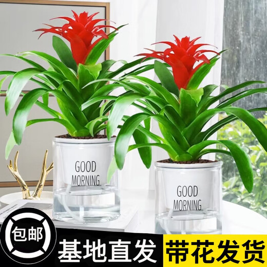 The large pot of Hongyun Dangtou potted plants is suitable for flowers placed in the living room. Indoor flowers and plants are good for feeding the four seasons. Hongyun Dangtou simple pot + nutrient solution with pot.