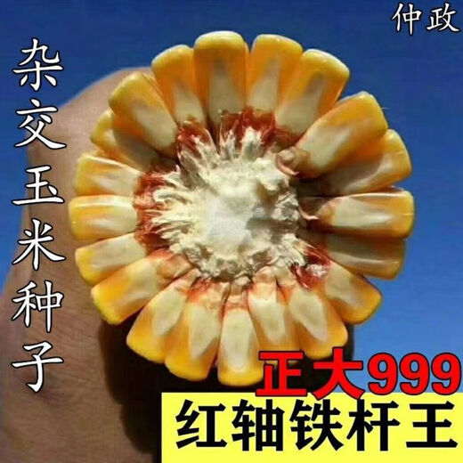 999 corn seeds, short stems, extra large sticks, red shafts, disease-resistant, drought-resistant, lodging-resistant corn seeds, nationally approved corn seeds, Zhengda 999 original five packs of two Jin Jin equal to 0.5 kg